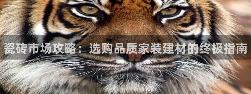 杏鑫官方平台怎么样啊安全吗