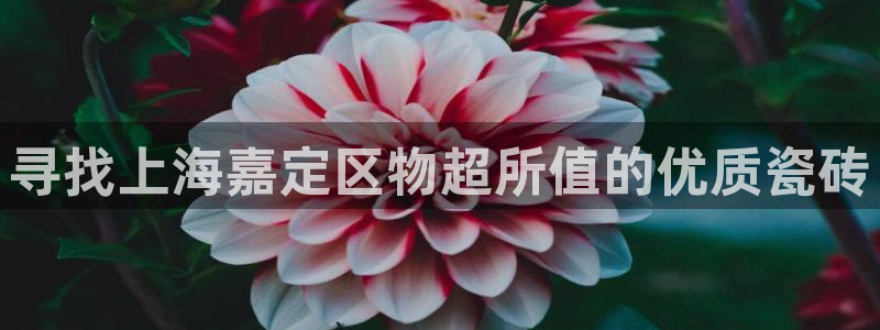 杏鑫平台代理怎么样啊