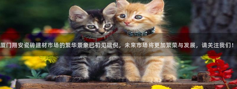 杏鑫官网最新信息新闻