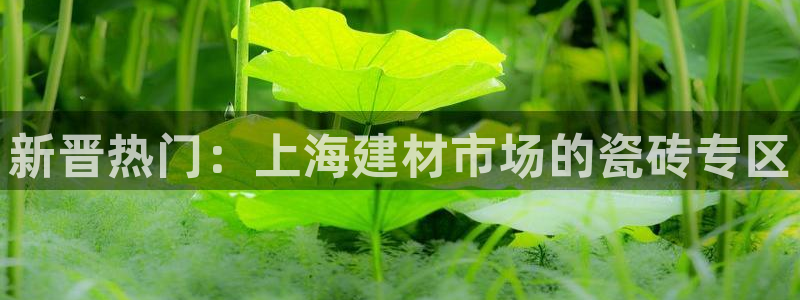 杏鑫主管