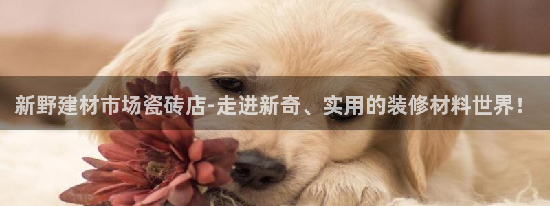 杏鑫平台代理怎么样啊